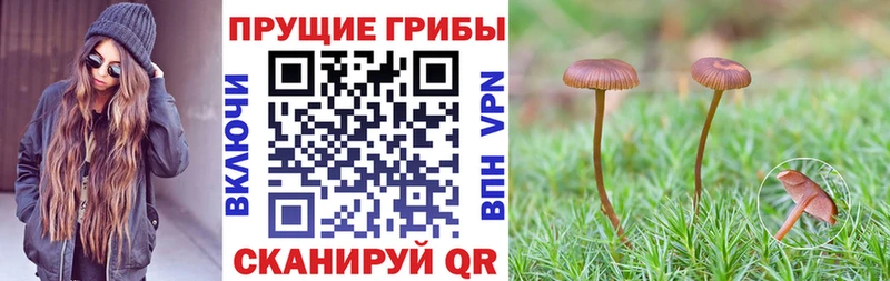 Псилоцибиновые грибы ЛСД Камышлов